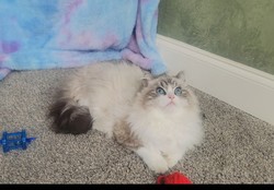 ragdoll kitten Lucas