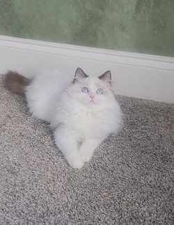 ragdoll kitten Pickles