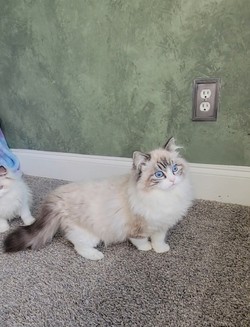 ragdoll kitten Lucas