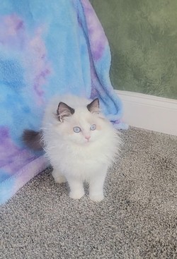 ragdoll kitten Pickles 