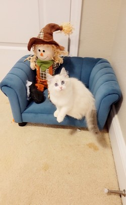 ragdoll kitten Bluebell