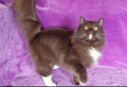 ragdoll kitten Ramona