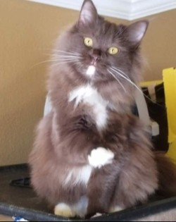 ragdoll kitten Ramona