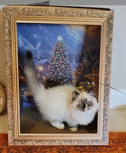 ragdoll kitten Nimbus