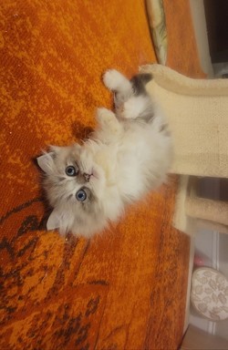 ragdoll kitten Stuart