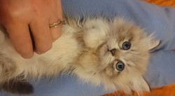 ragdoll kitten Stuart