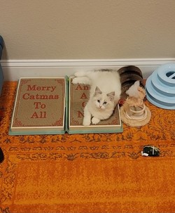 ragdoll kitten Bluebell