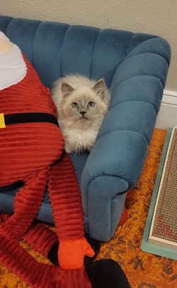 ragdoll kitten Lt. Dan