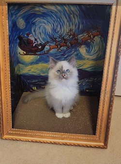 ragdoll kitten Blue Bonnet 