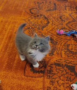 ragdoll kitten Cosmos