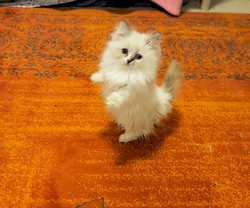 ragdoll kitten Jolly