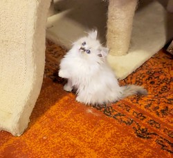 ragdoll kitten Jolly