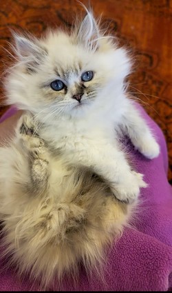 ragdoll kitten Jolly