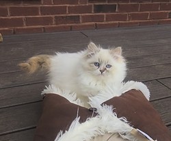 ragdoll kitten Jolly