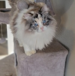 ragdoll kitten Puzzle