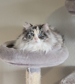 ragdoll kitten Puzzle