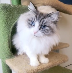 ragdoll kitten Bailey
