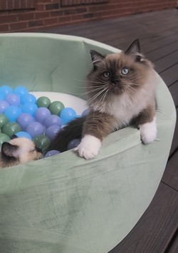 ragdoll kitten Roman