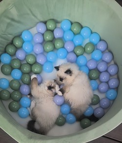 ragdoll kitten Amirra