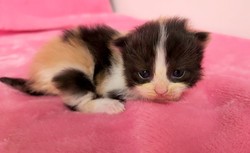ragdoll kitten Calico Kitten 2