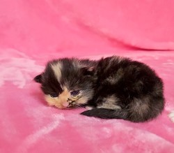 ragdoll kitten Calico Girl 1