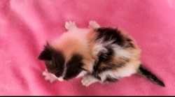 ragdoll kitten Calico girl 2