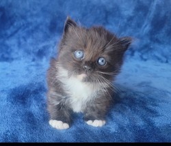 ragdoll kitten Jasper