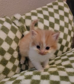 ragdoll kitten Toastie