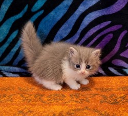 ragdoll kitten 