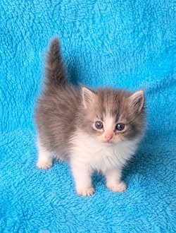 ragdoll kitten 