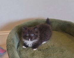 ragdoll kitten Jasper