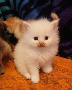 ragdoll kitten Red Girl