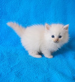 ragdoll kitten Red Girl