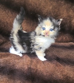 ragdoll kitten Godiva