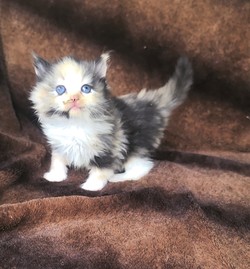 ragdoll kitten Godiva