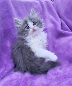 ragdoll kitten Levi