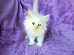 ragdoll kitten Delilah