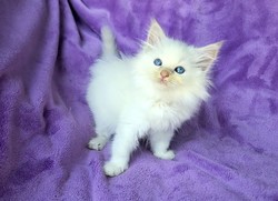 ragdoll kitten Delilah