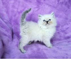 ragdoll kitten Heath