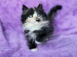 ragdoll kitten Prissy Priscilla