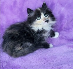 ragdoll kitten Prissy Priscilla