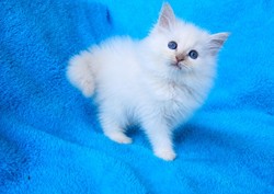 ragdoll kitten Delilah