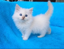 ragdoll kitten Delilah