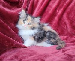ragdoll kitten Tootsie