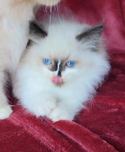 ragdoll kitten Sophia