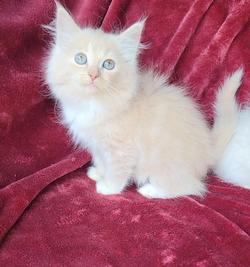 ragdoll kitten Peaches