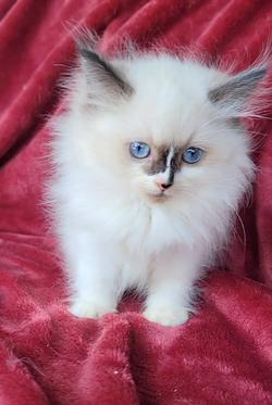ragdoll kitten Sophia