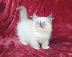 ragdoll kitten Poppy 