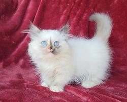 ragdoll kitten Poppy