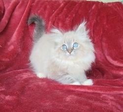 ragdoll kitten Neyland
